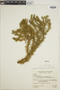 Phlegmariurus heterocarpus image