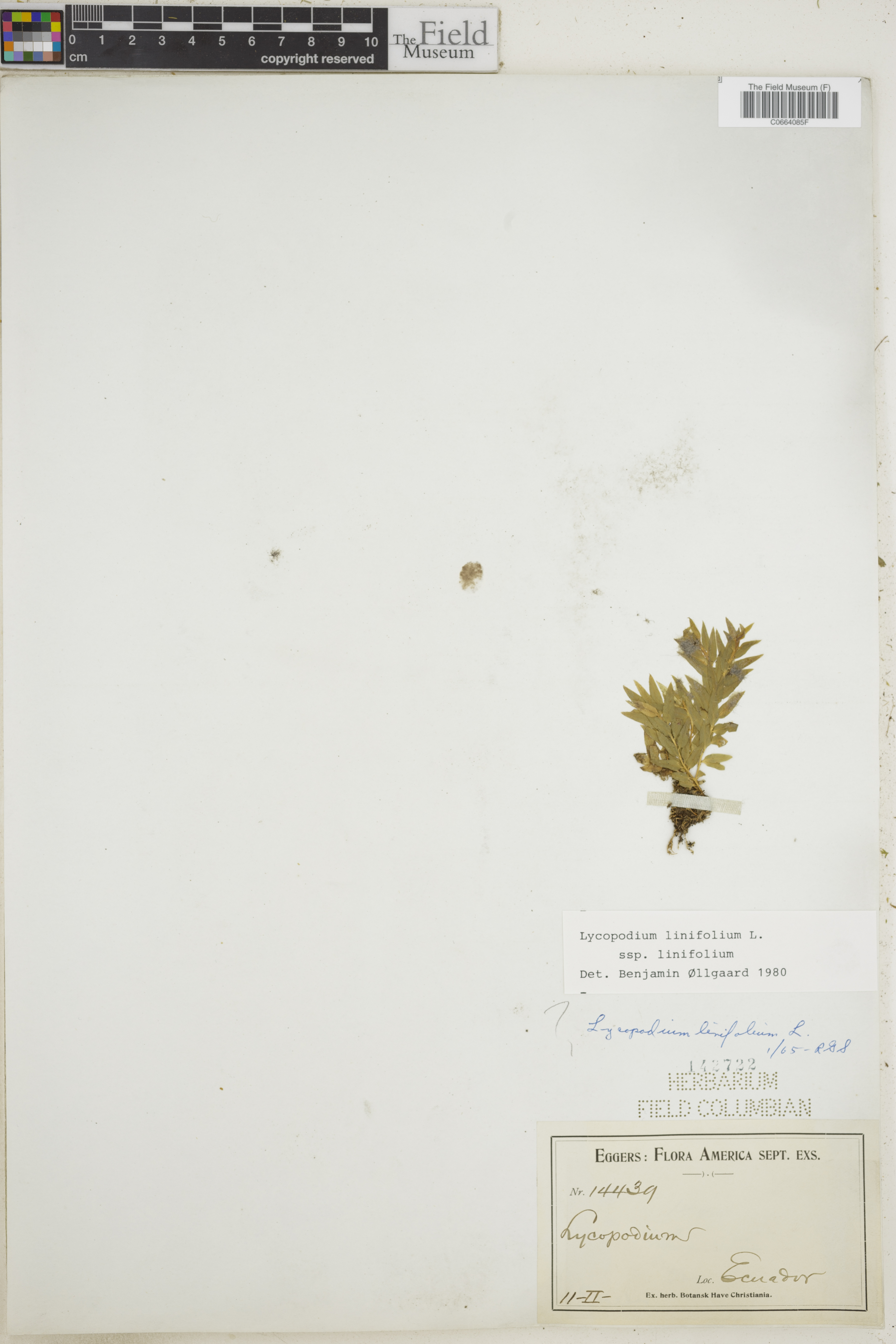 Lycopodium linifolium image
