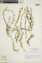 Huperzia linifolia var. tenuifolia image