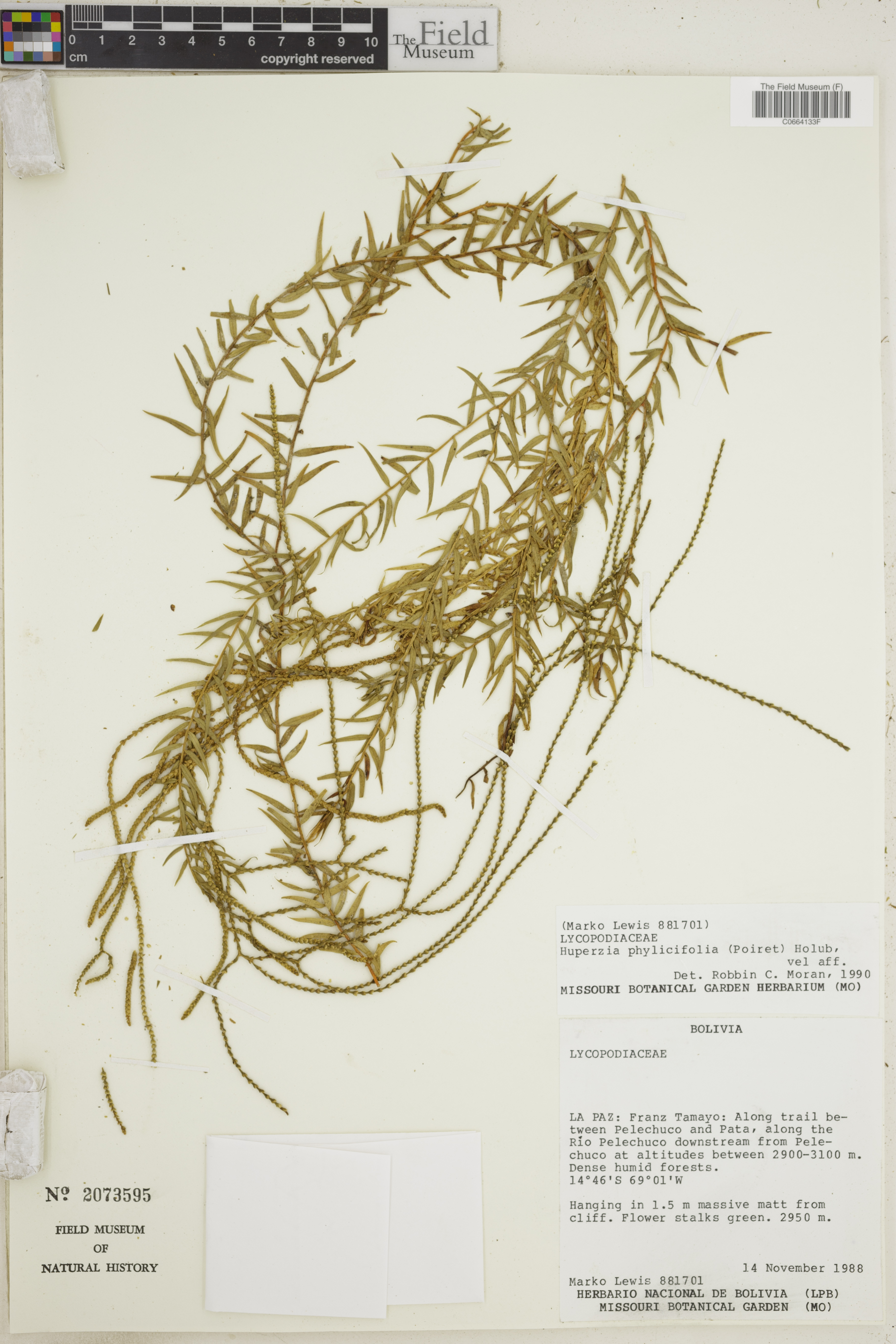 Huperzia phylicifolia image