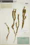 Lycopodium rosenstockianum image