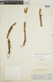 Lycopodium rufescens image