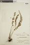 Woodsia montevidensis image