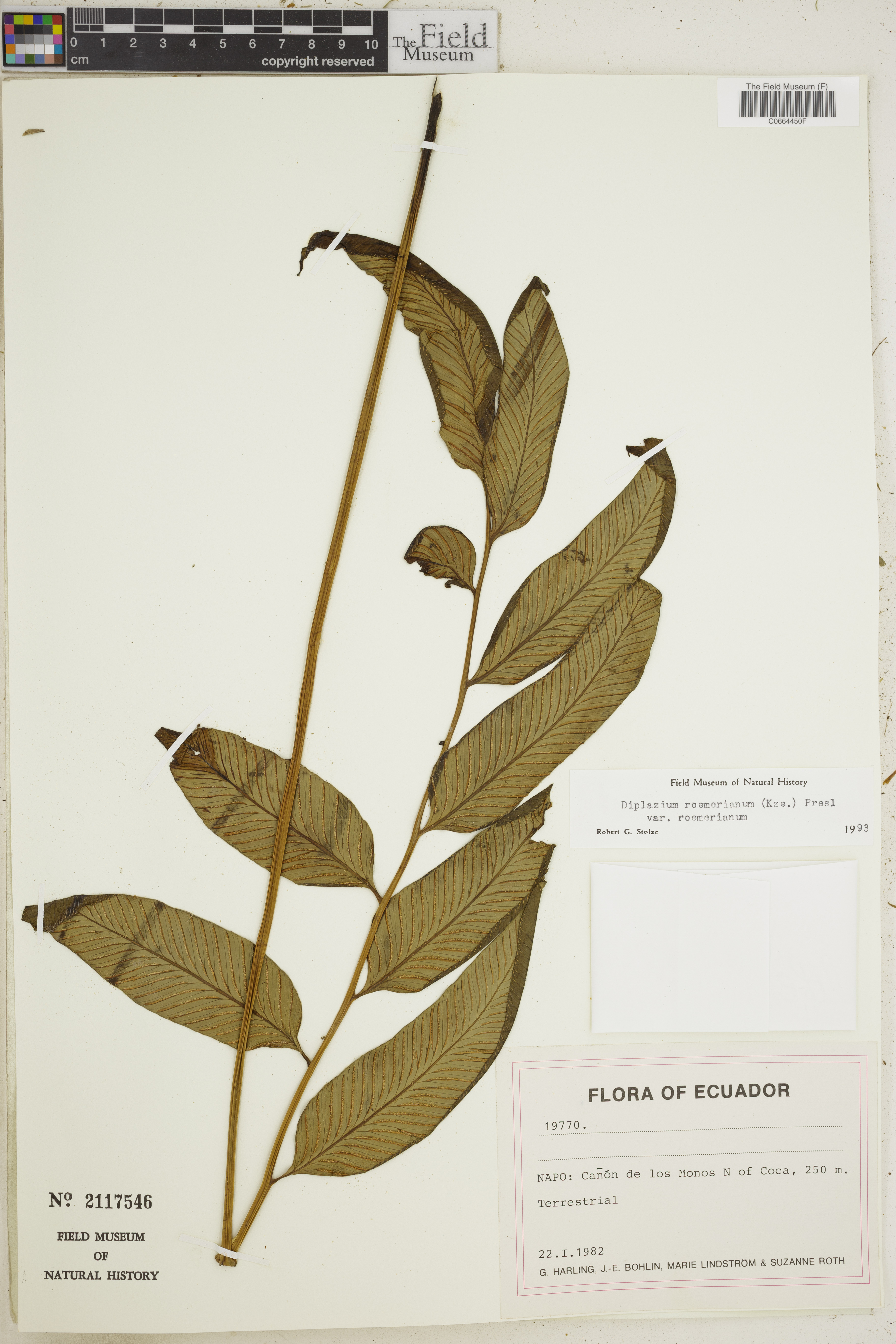Diplazium roemerianum image