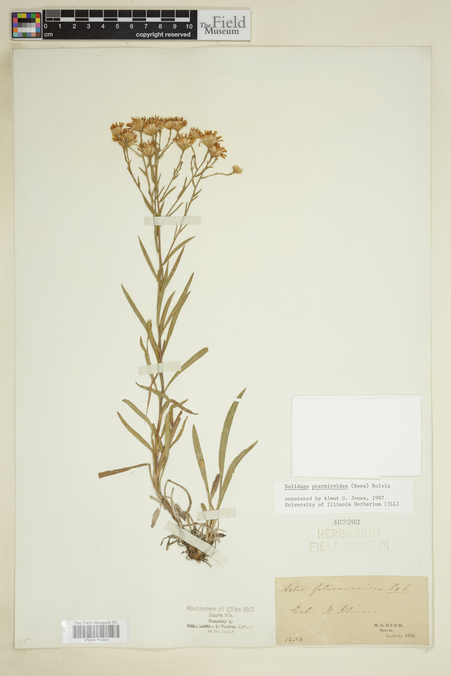 Solidago ptarmicoides image