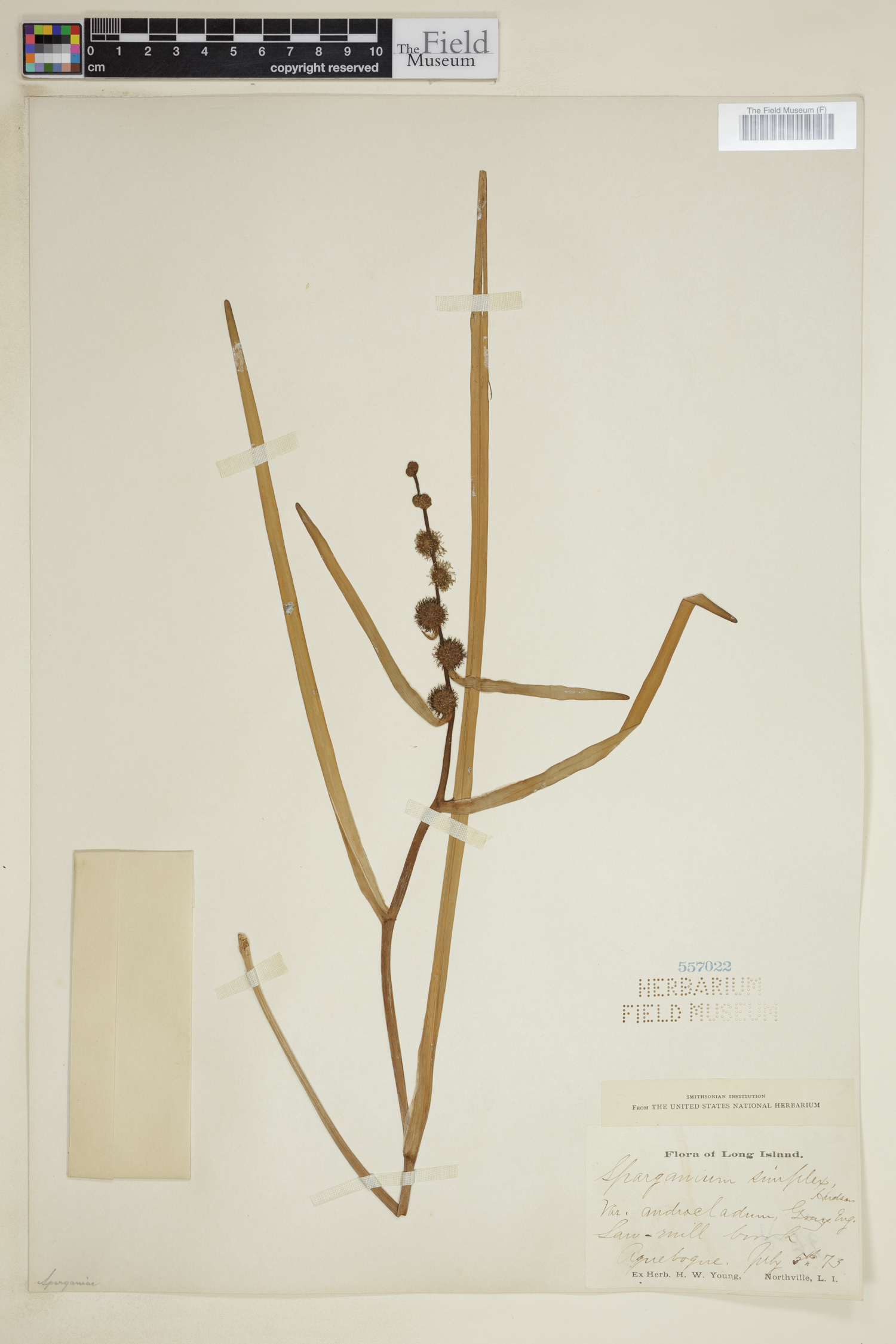 Sparganium androcladum image