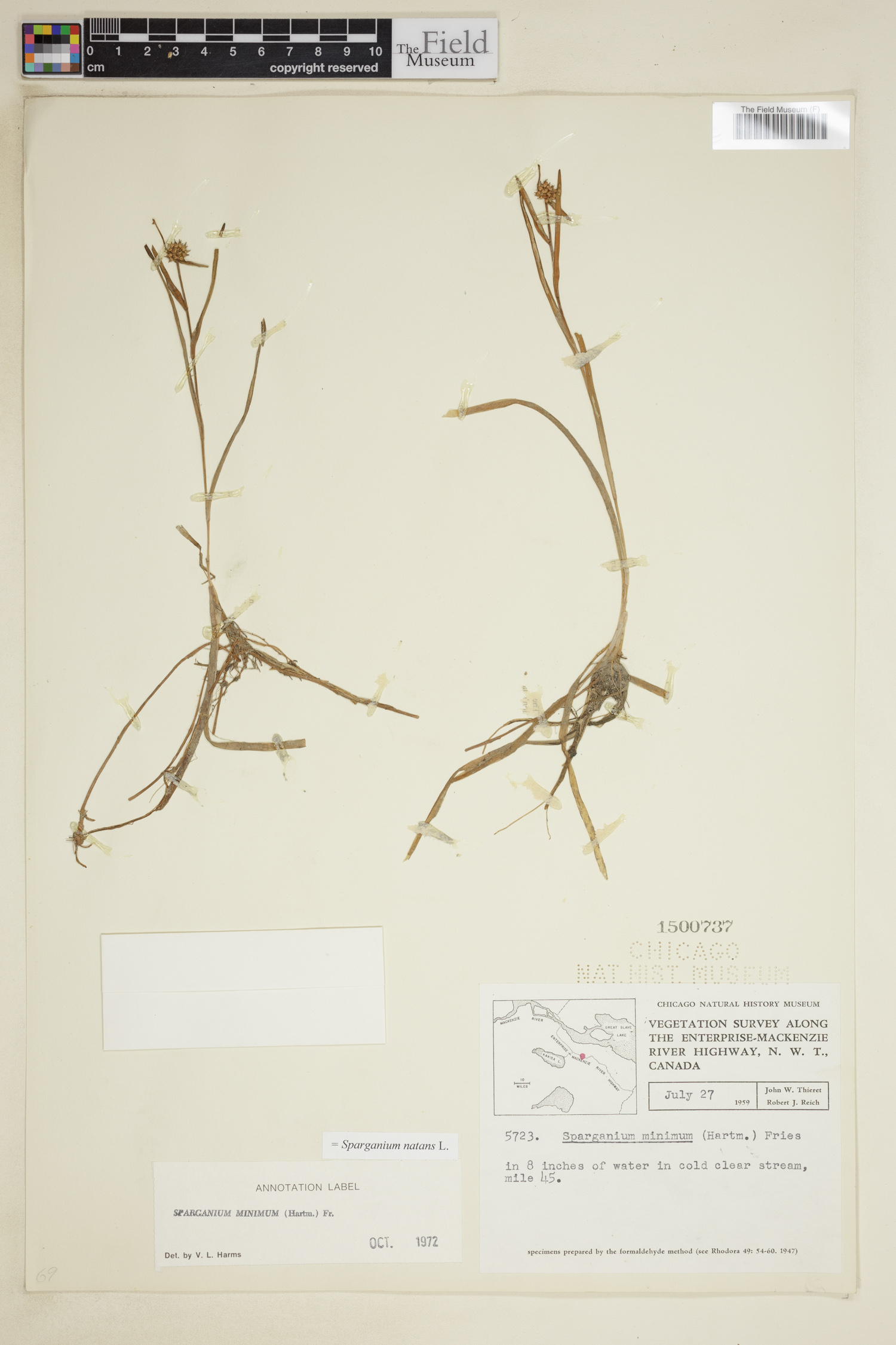 Sparganium natans image