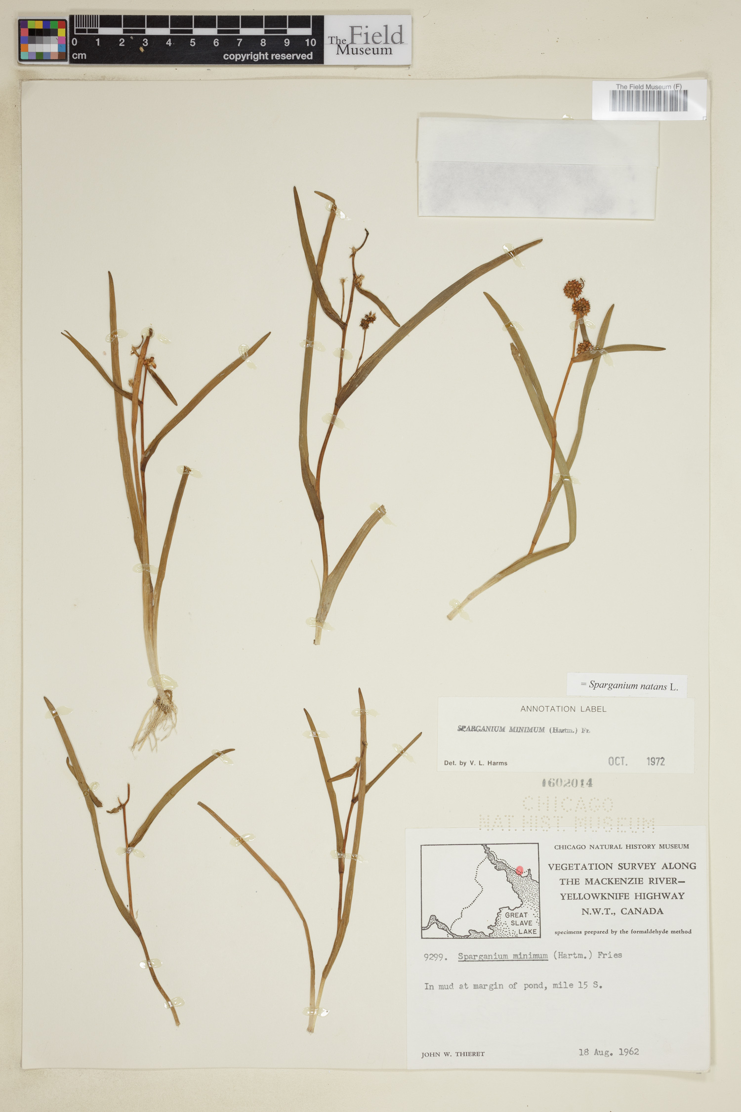 Sparganium natans image