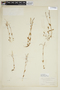 Epilobium anagallidifolium image