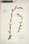 Epilobium anagallidifolium image