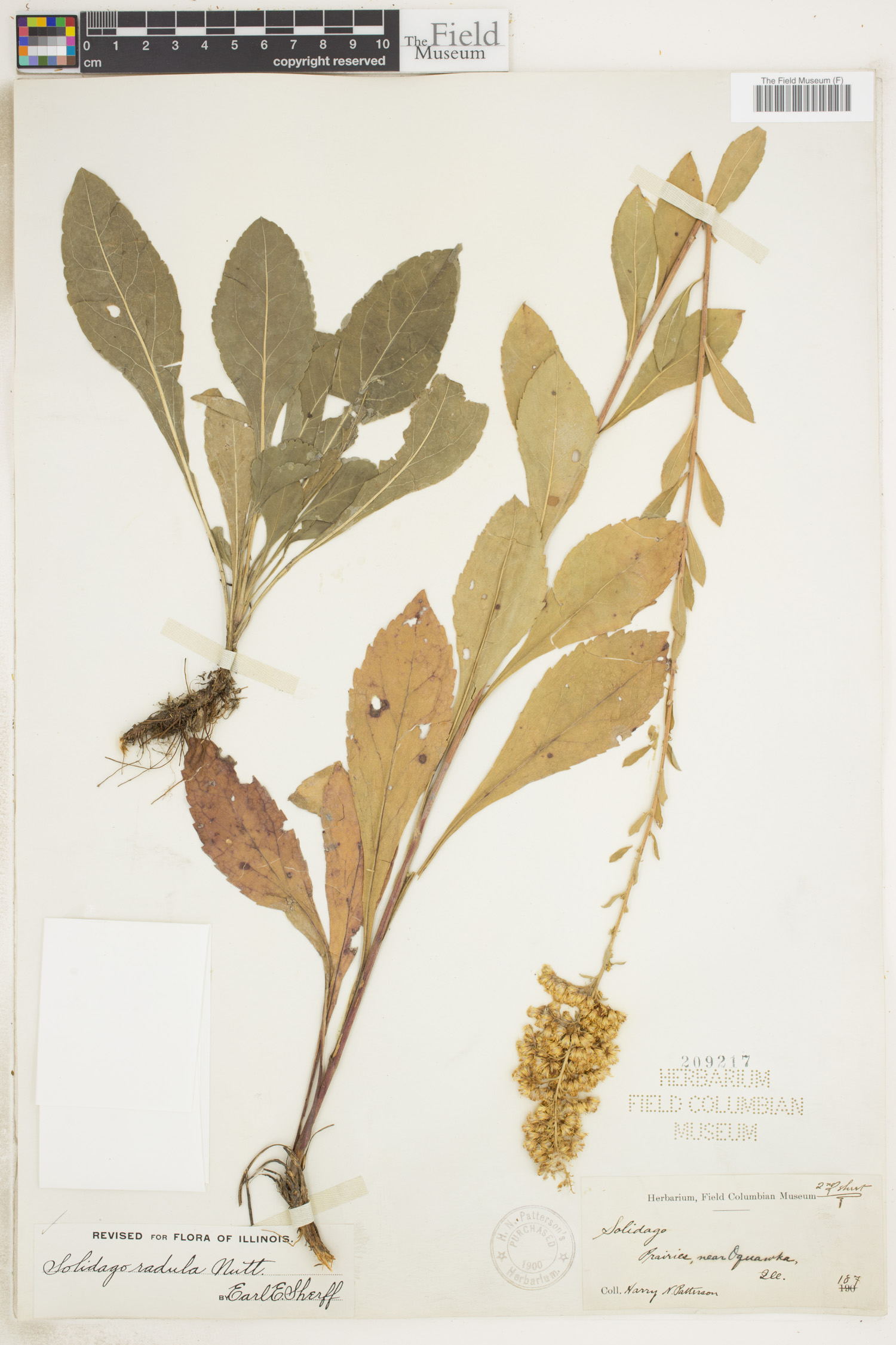 Solidago radula image