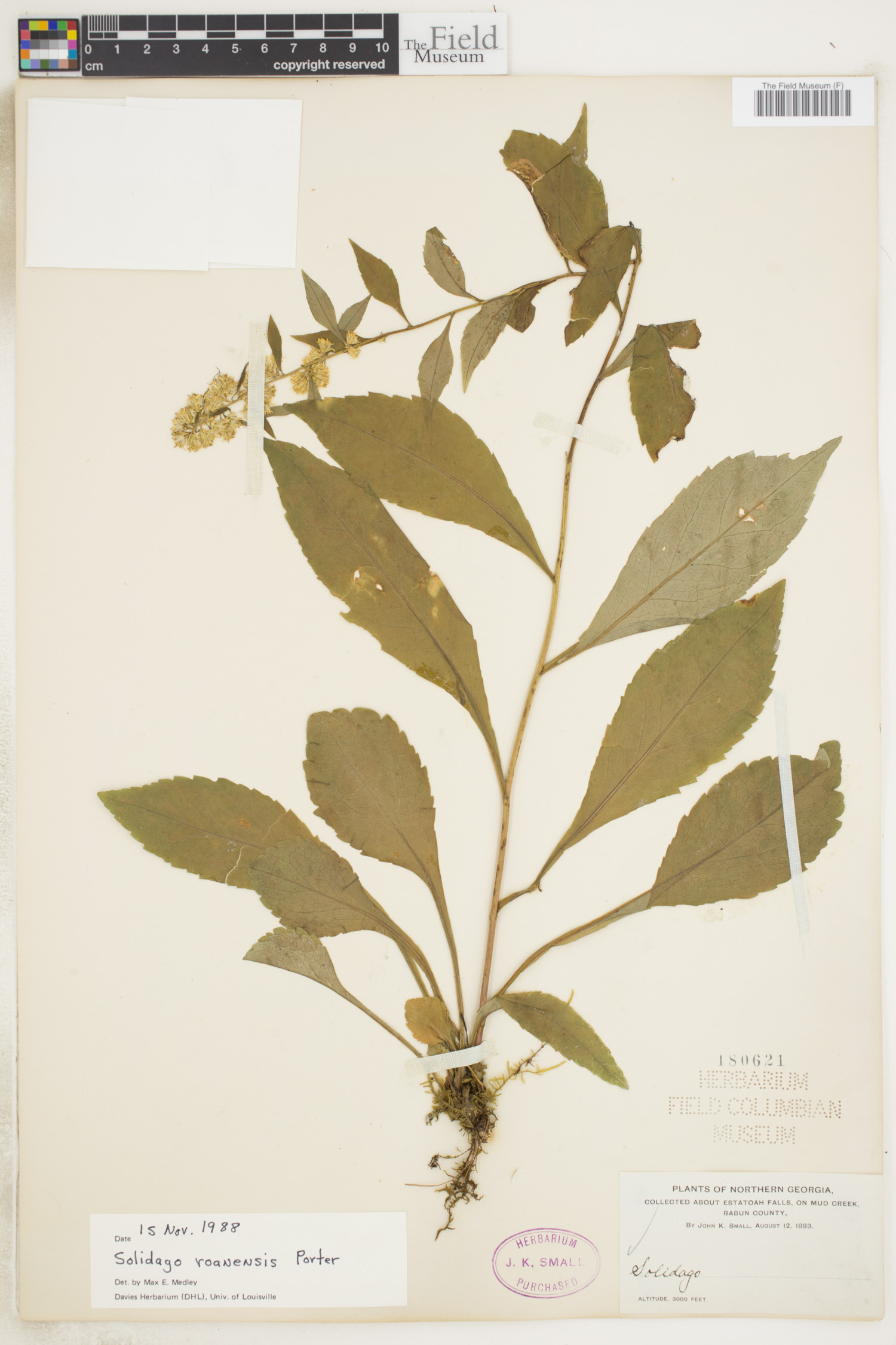 Solidago roanensis image