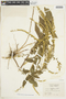 Solidago rugosa var. aspera image