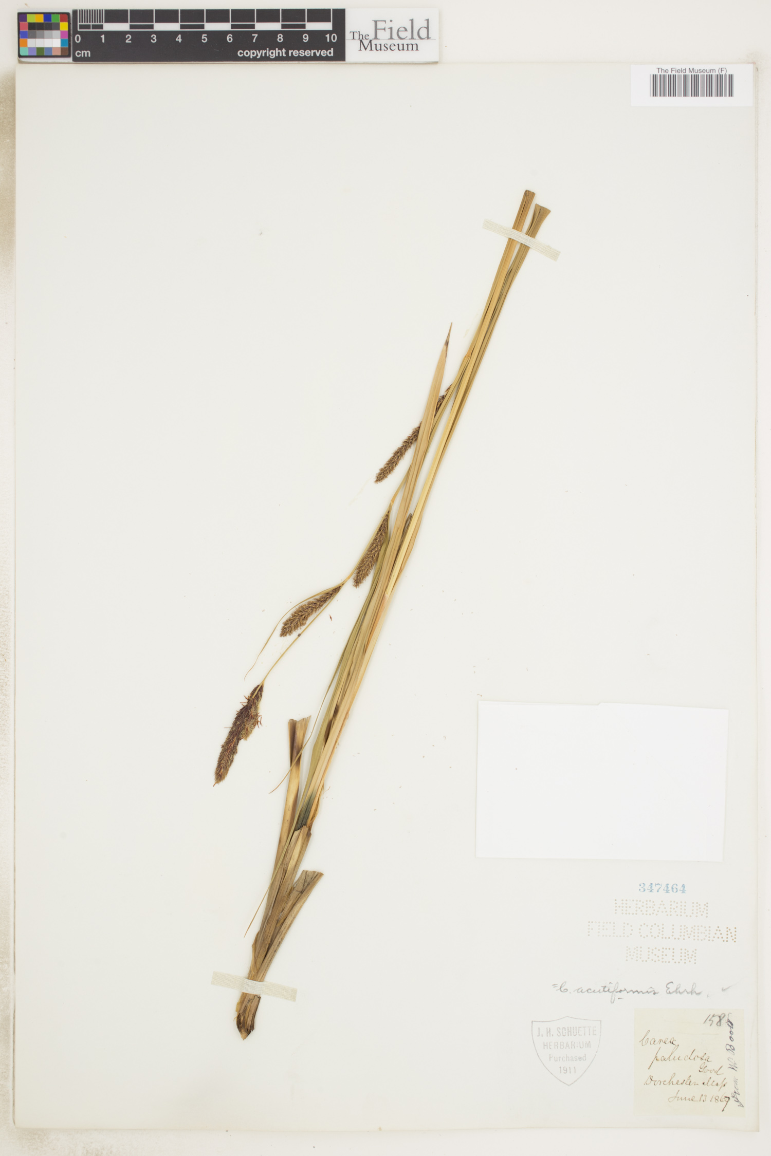 Carex acutiformis image