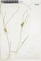 Carex baileyi image