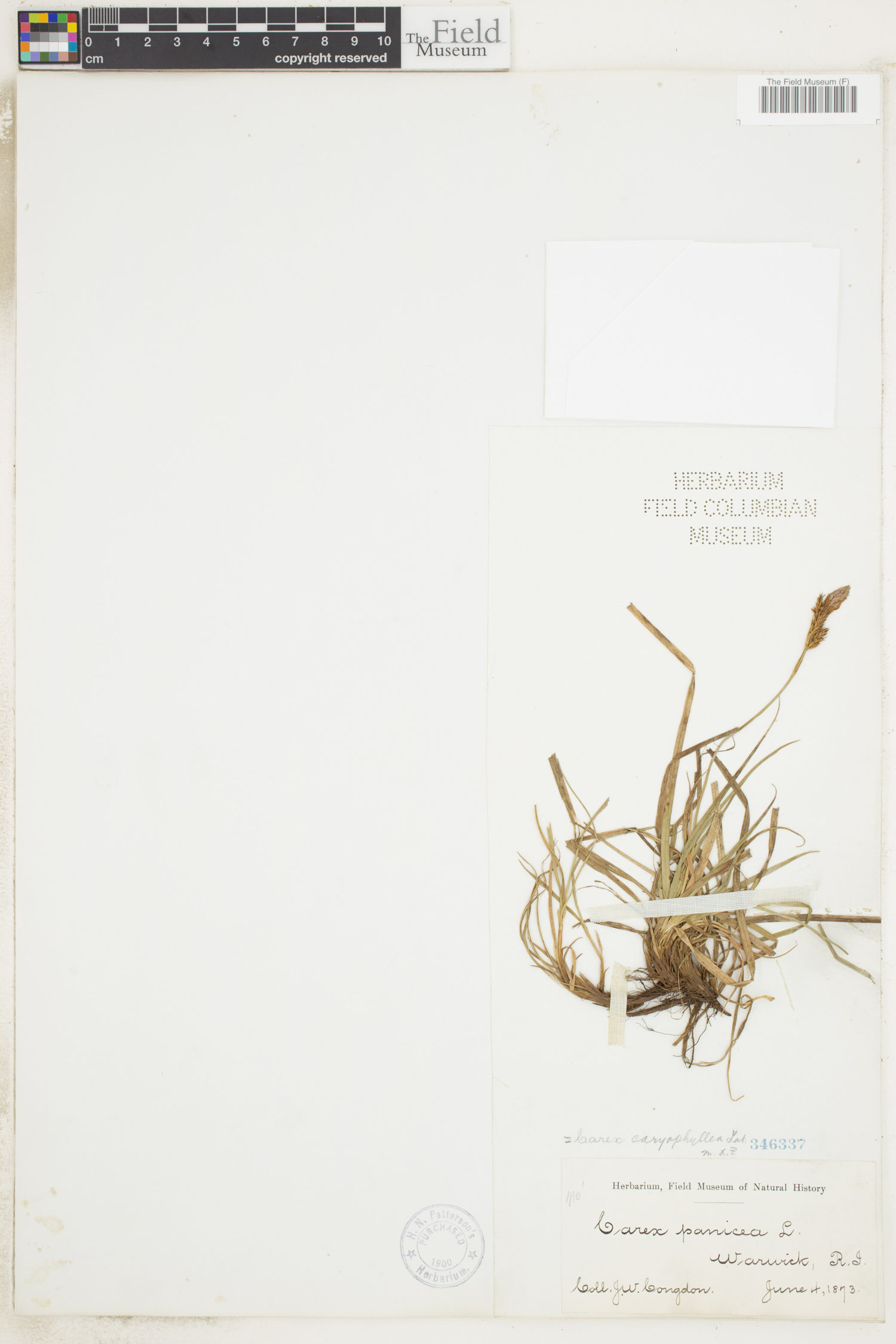 Carex caryophyllea image