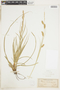 Carex cherokeensis image