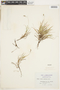 Carex concinna image