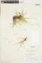 Carex concinna image