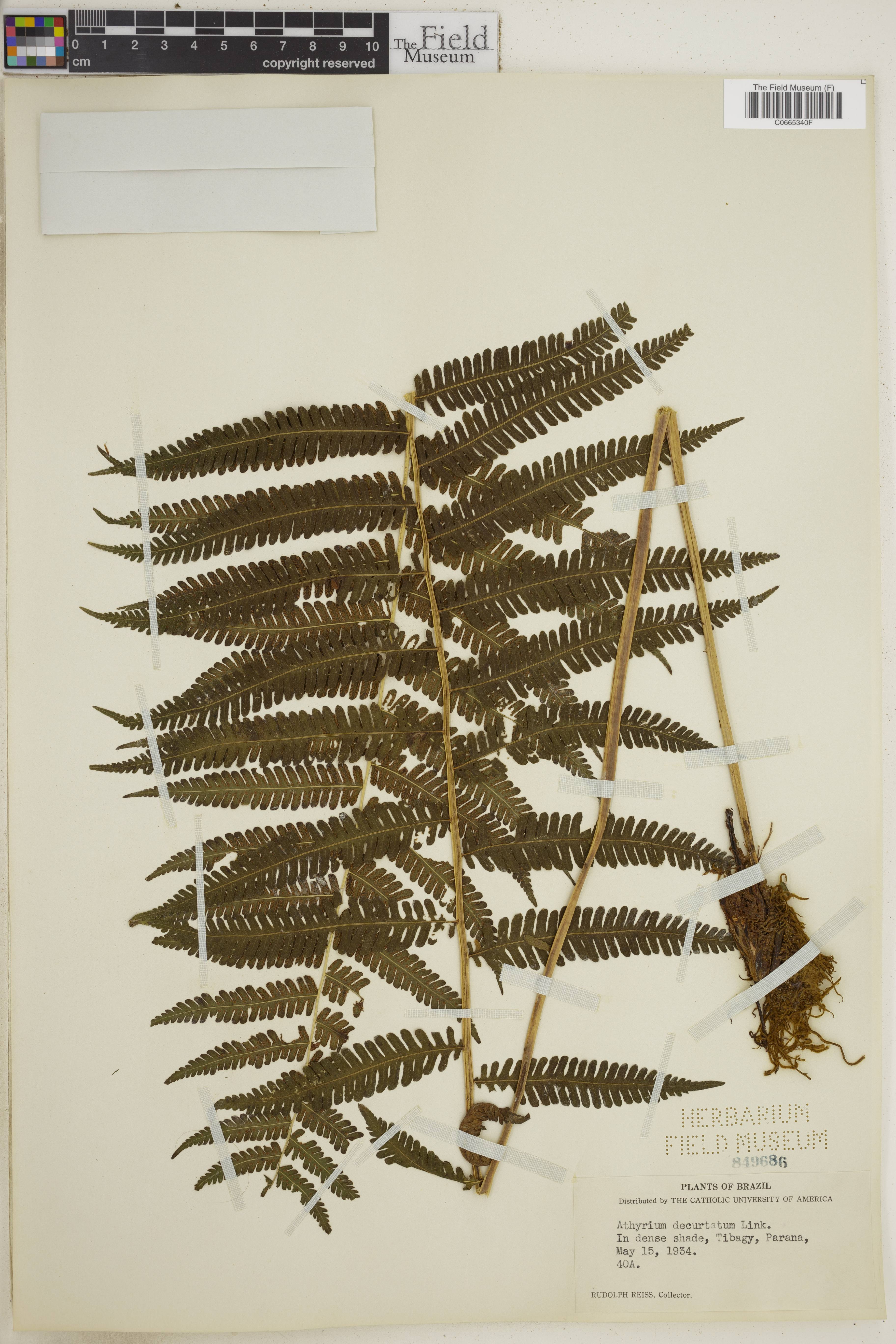 Amauropelta decurtata image