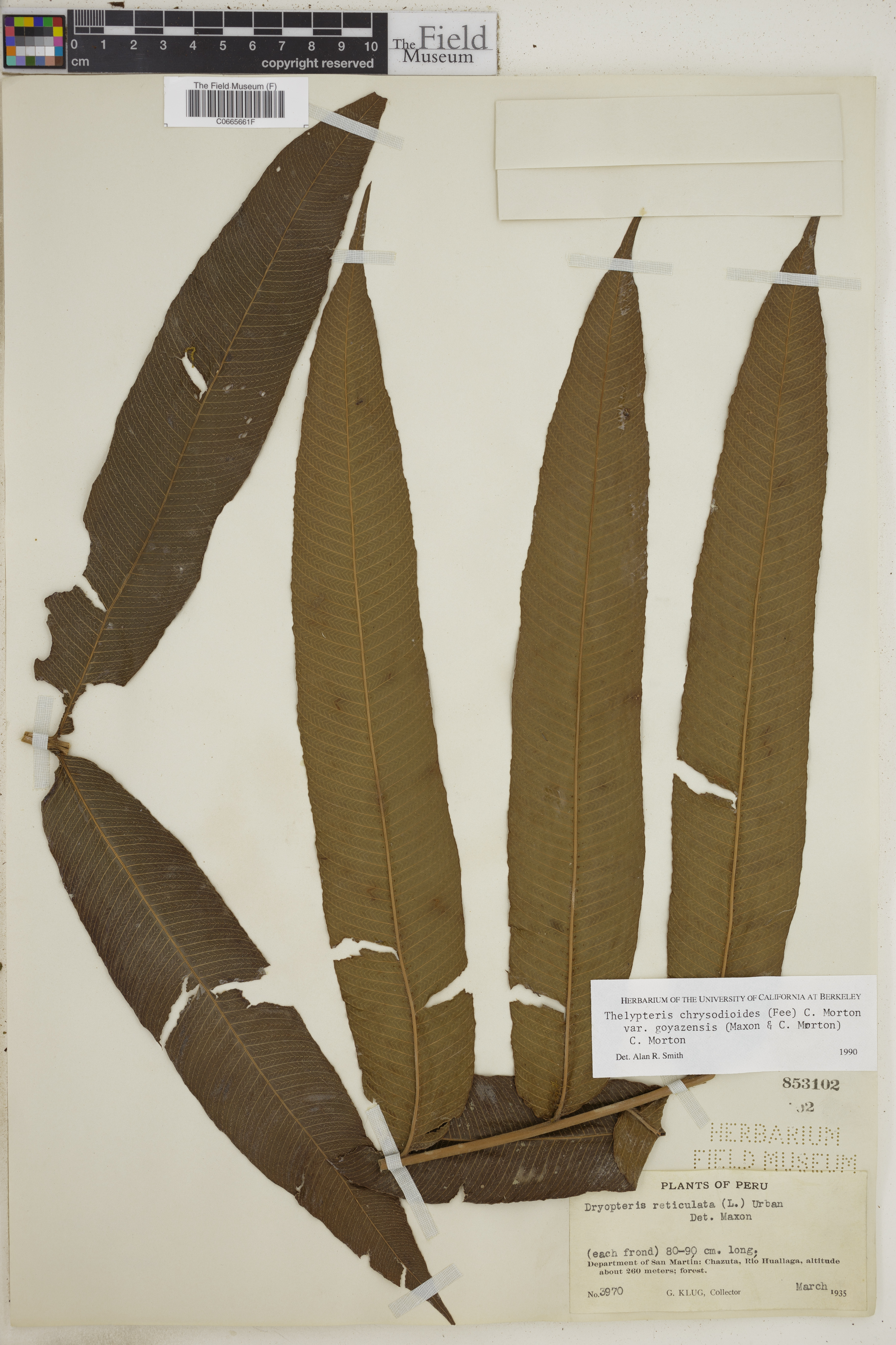 Thelypteris chrysodioides image