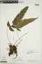 Thelypteris glandulosa var. brachyodus image
