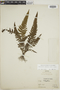 Thelypteris jamesonii image
