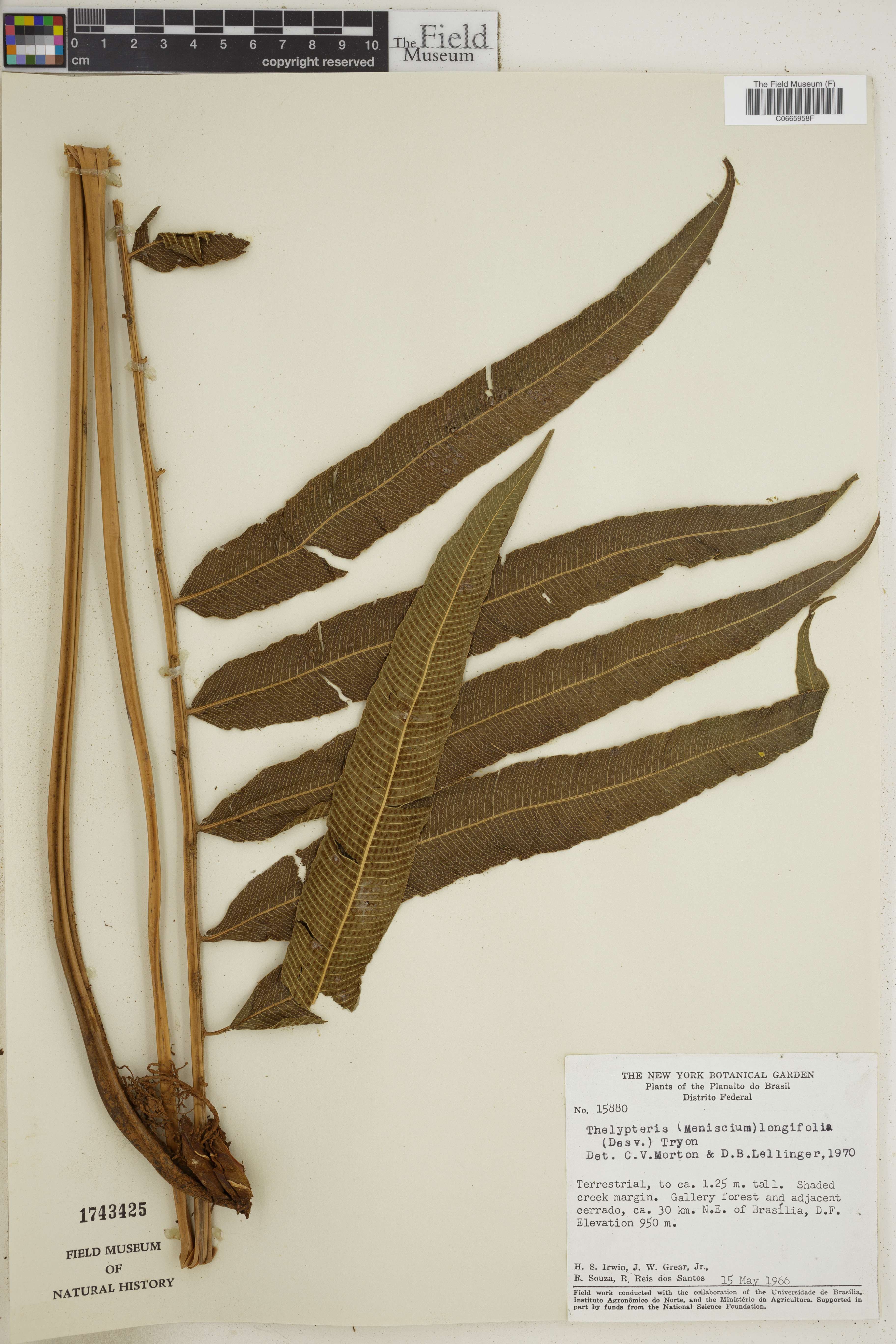 Thelypteris longifolia image