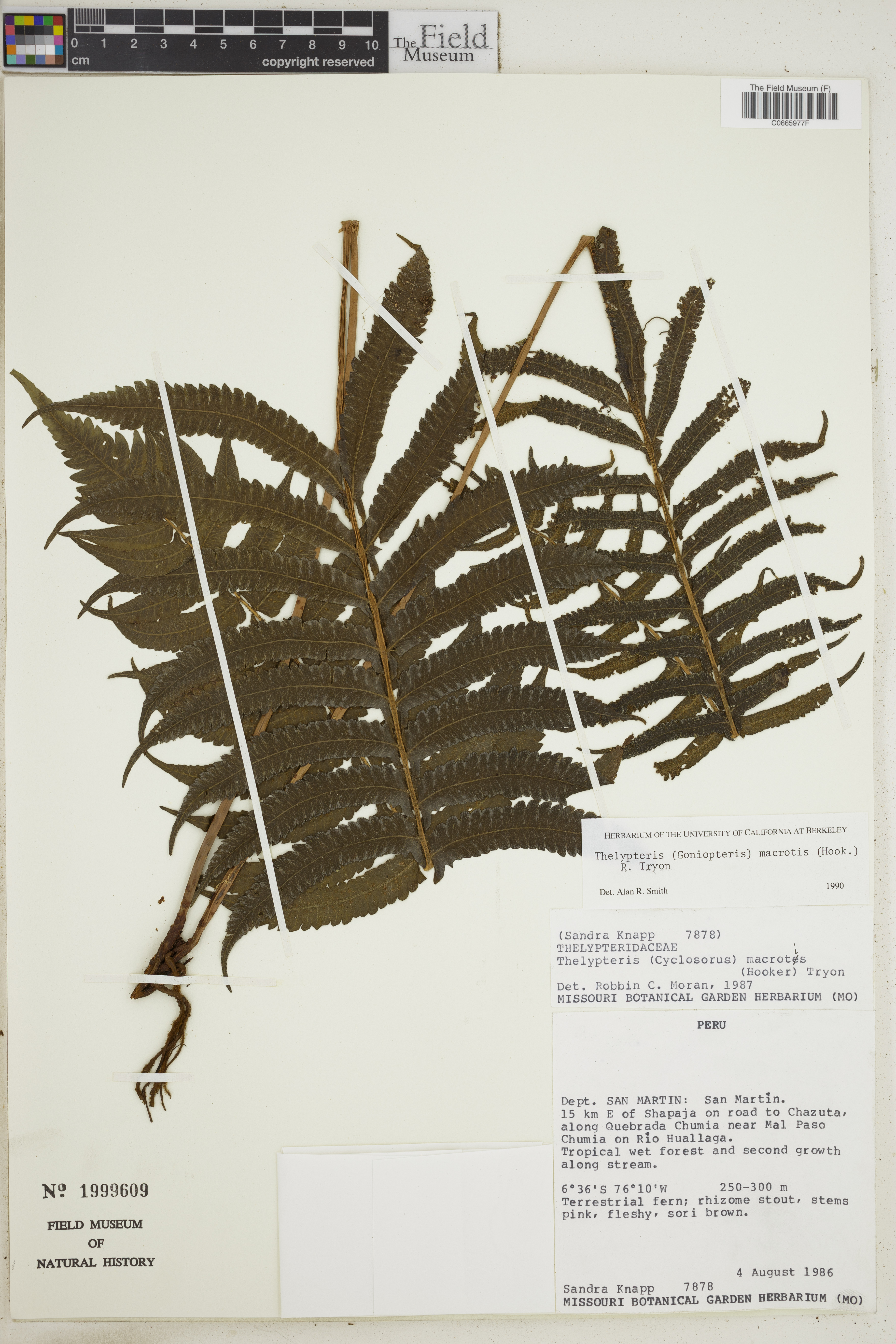 Thelypteris macrotis image