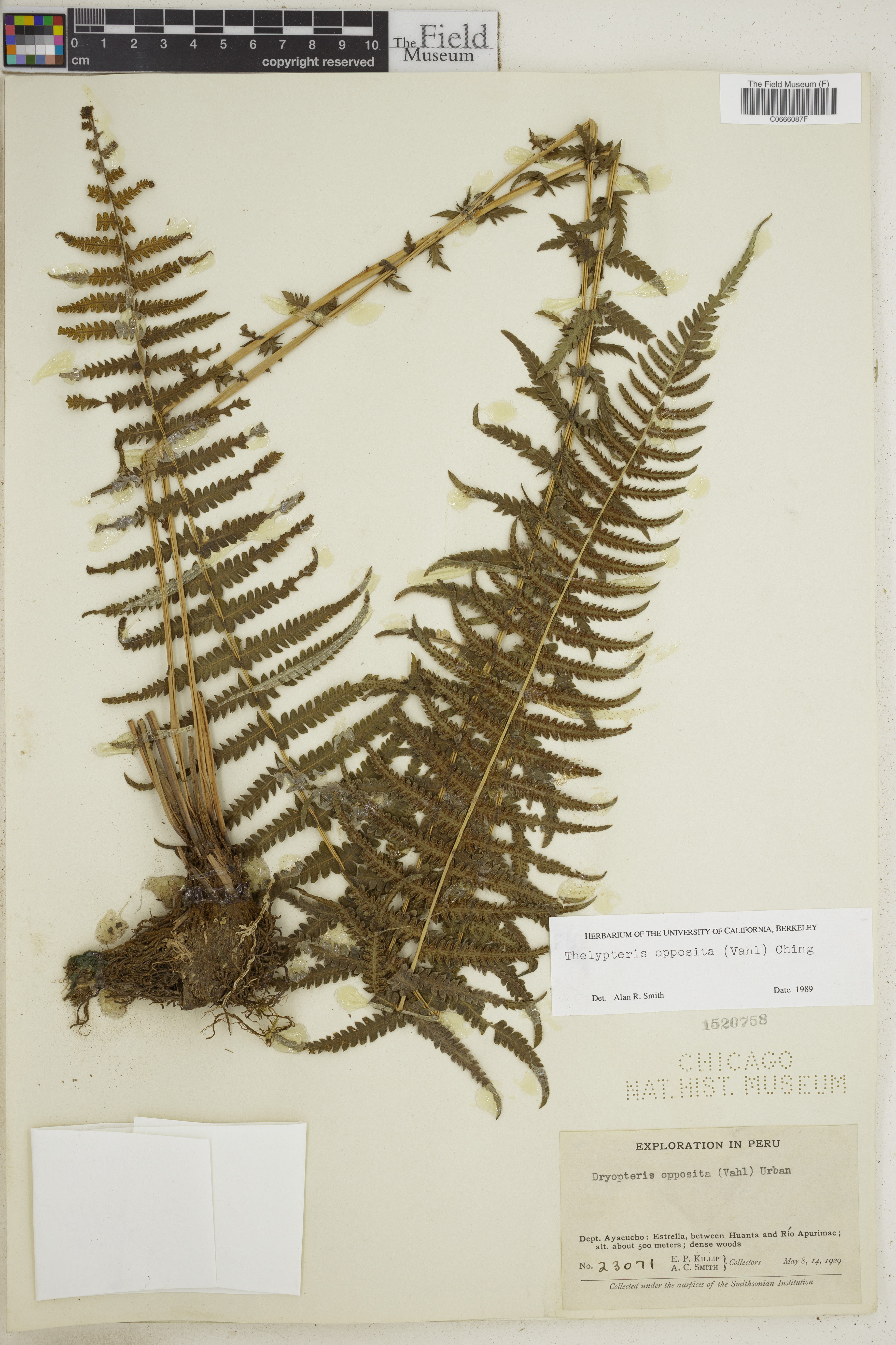 Amauropelta opposita image