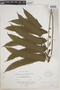 Thelypteris pennata image