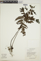 Triplophyllum angustifolium image
