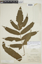 Tectaria pilosa image