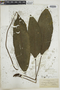 Tectaria plantaginea image