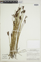 Schizaea pennula image