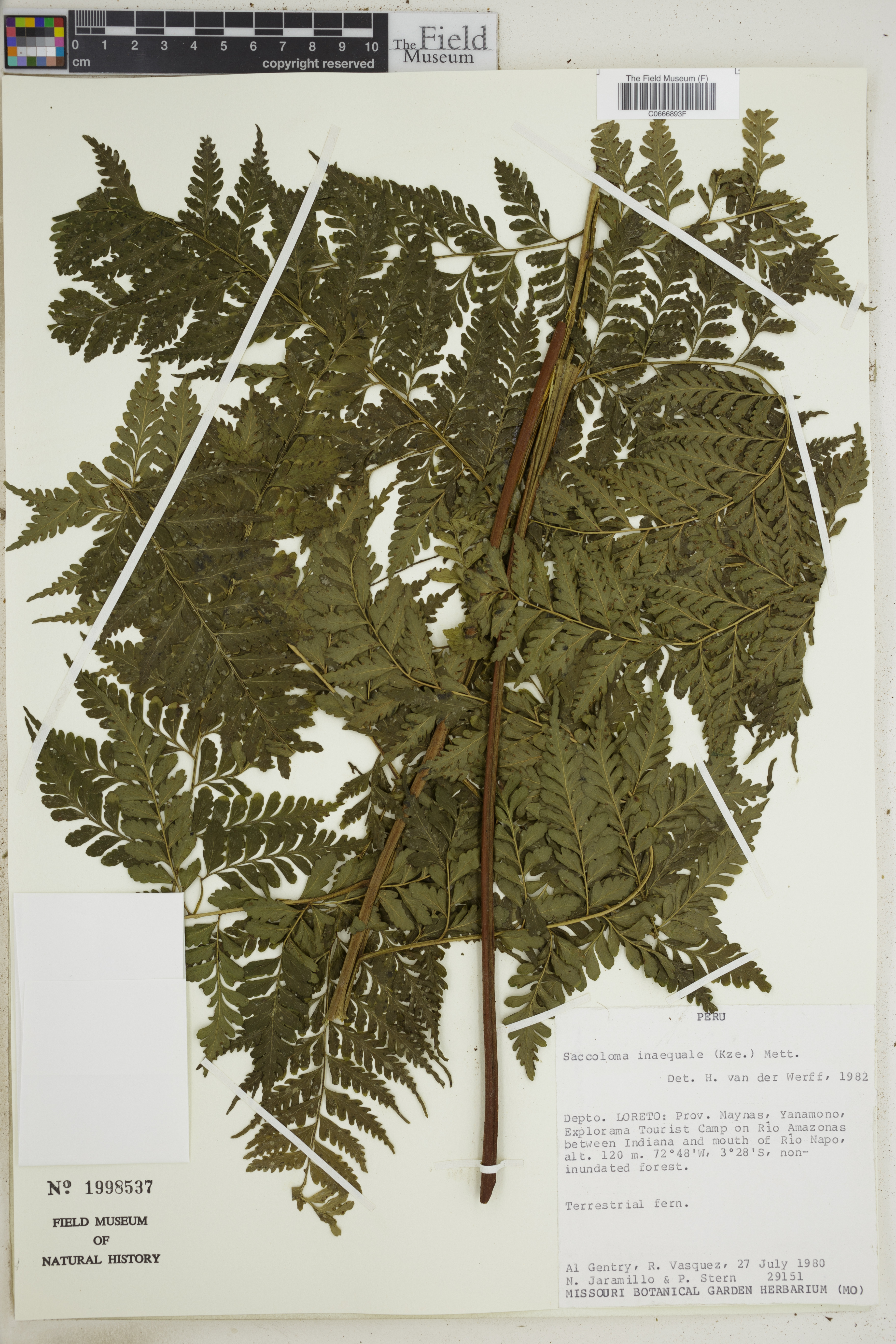 Saccoloma inaequale image