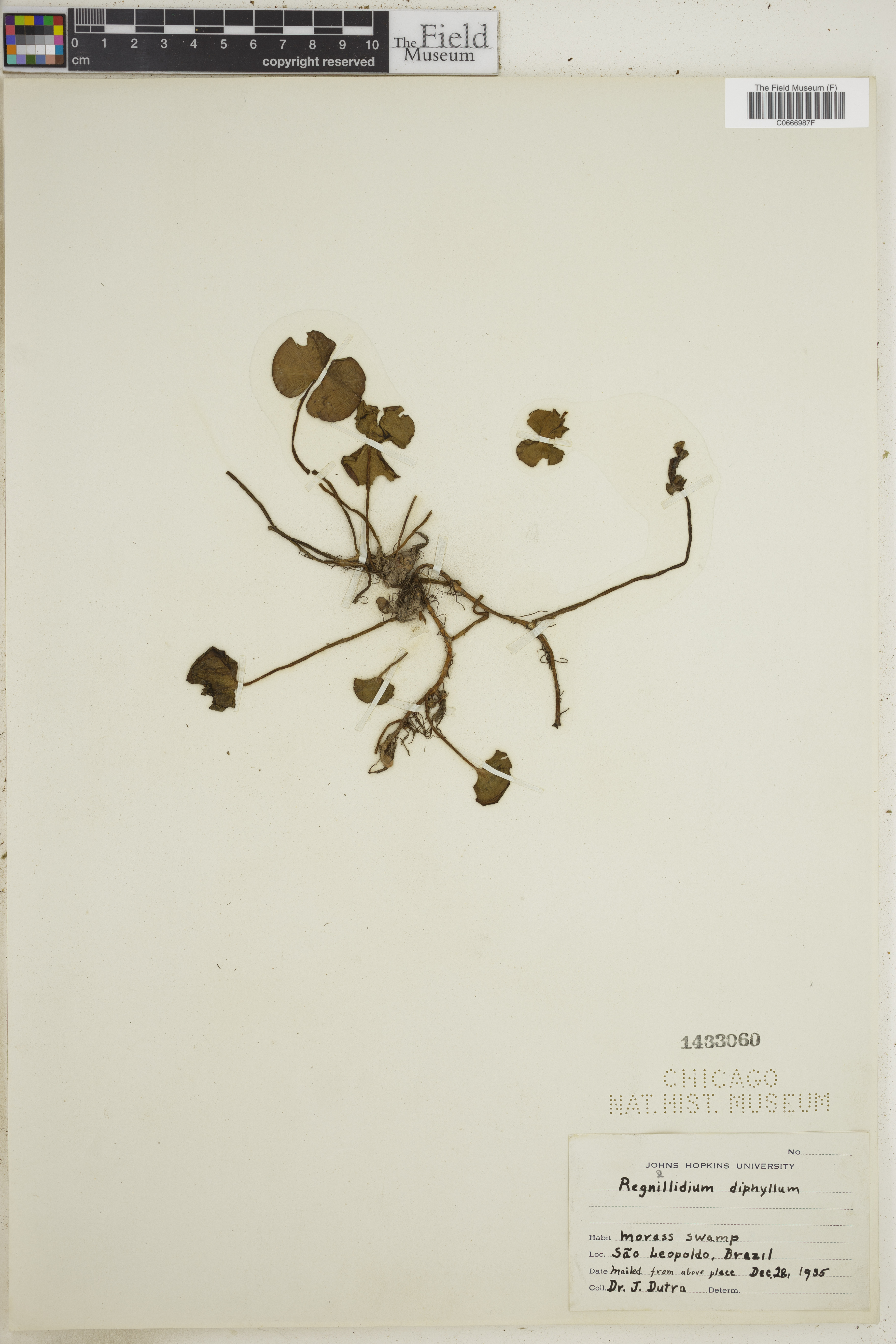 Marsileaceae image