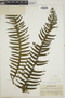 Pteris reticulata image