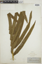Pteris grandifolia image