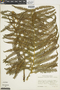 Amauropelta resinifera image