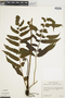 Diplazium urticifolium image