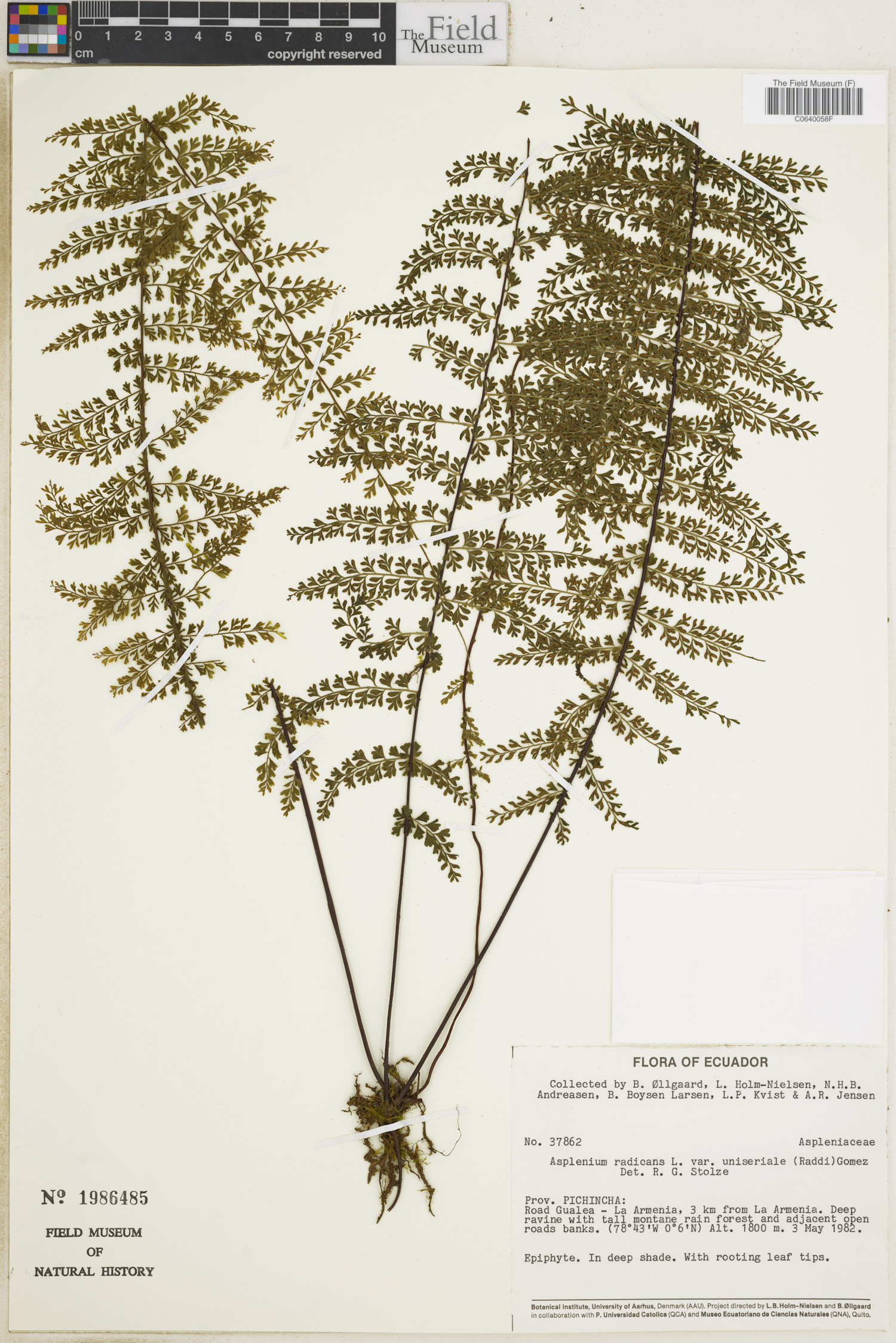 Asplenium radicans image
