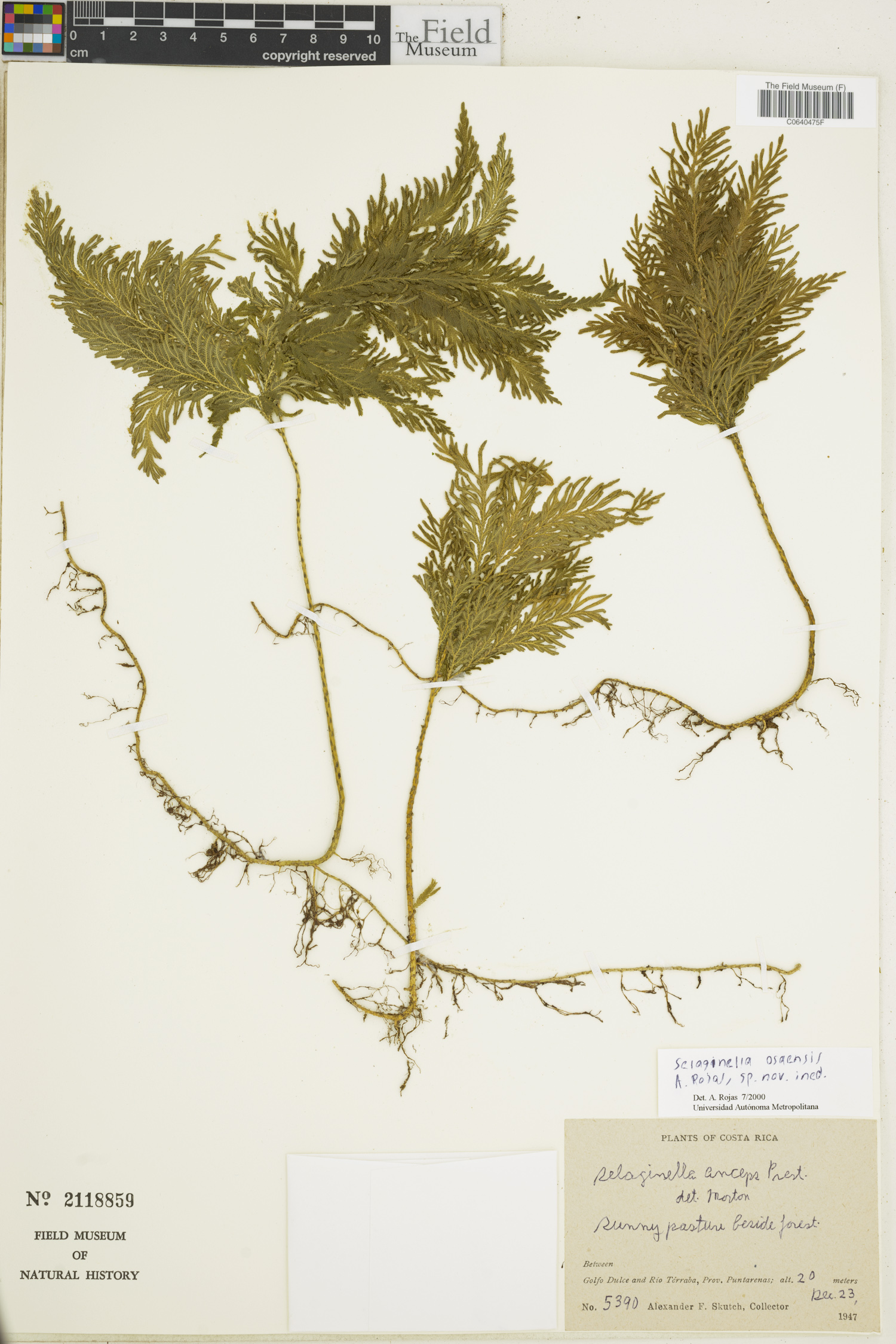 Selaginella osaensis image
