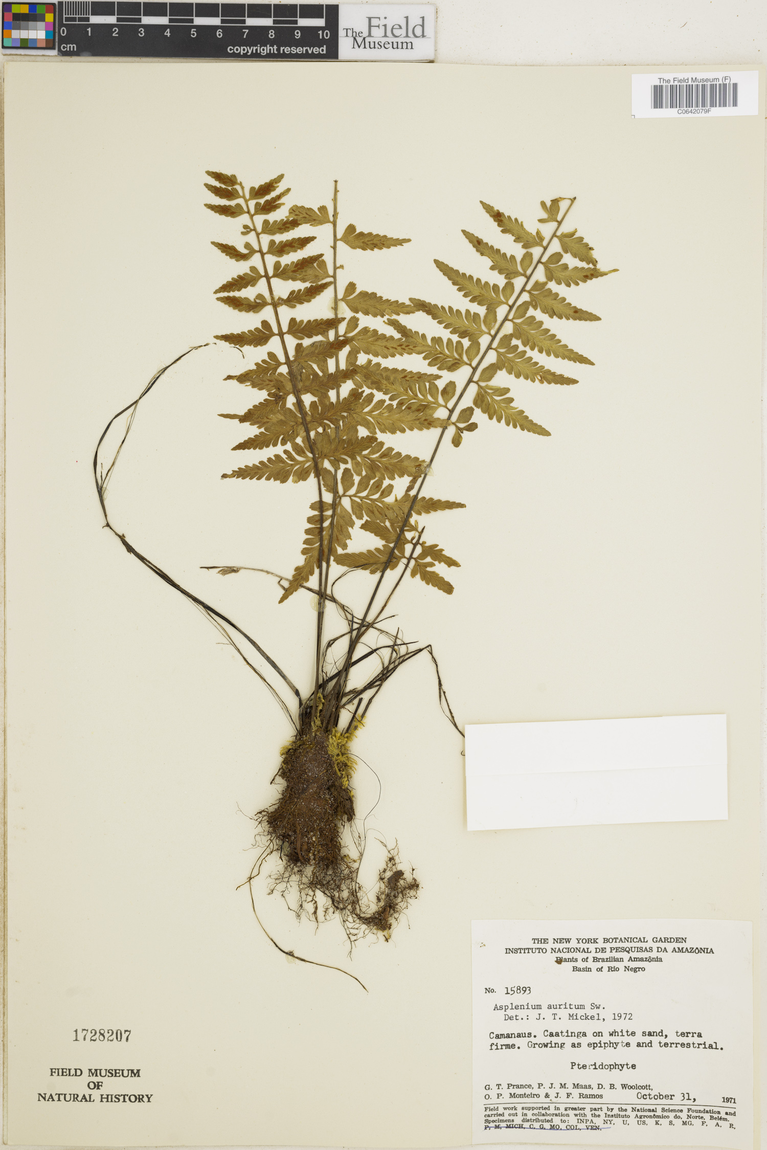 Asplenium auritum image