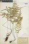 Asplenium auritum image