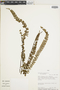 Asplenium monanthes var. monanthes image