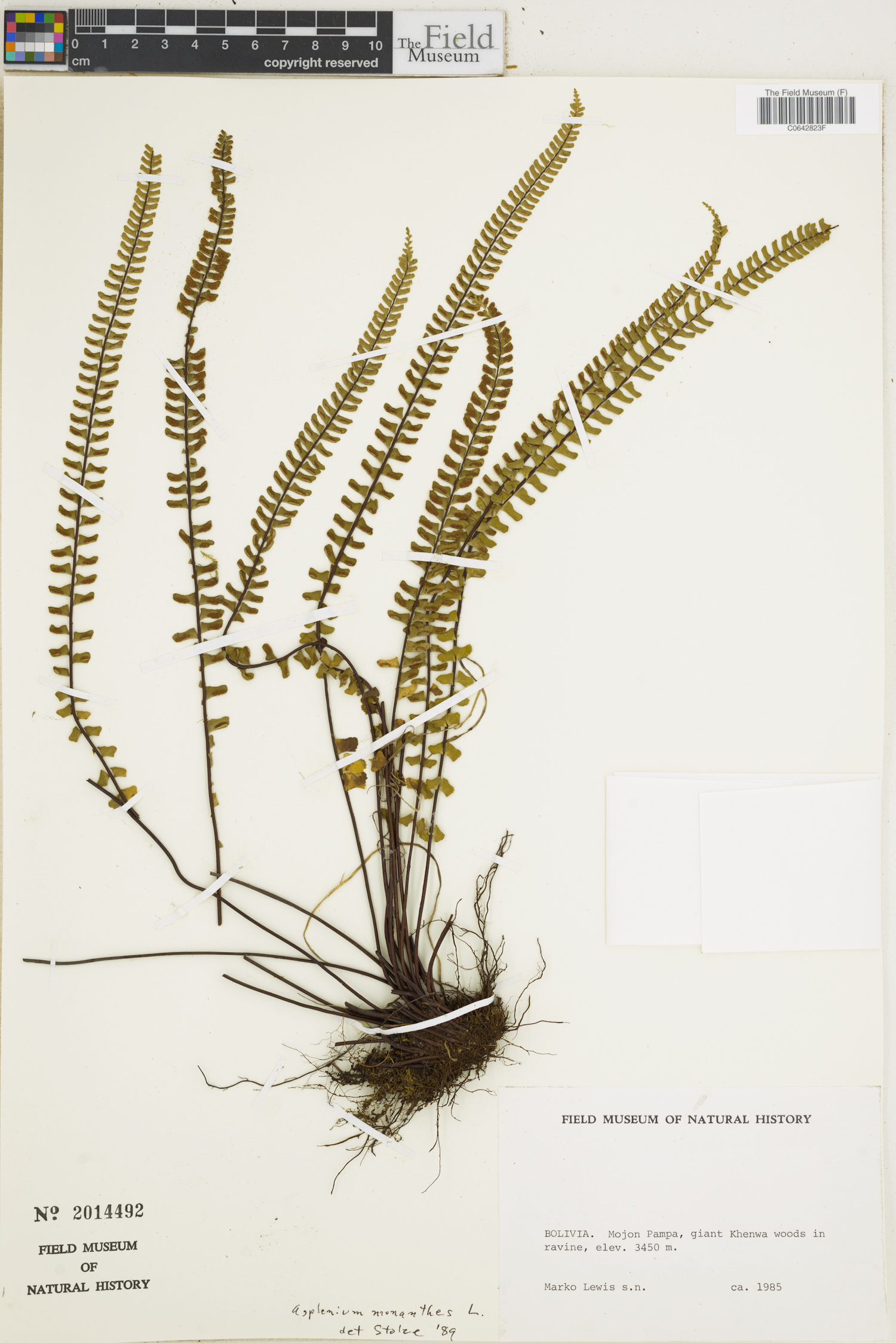 Asplenium monanthes image