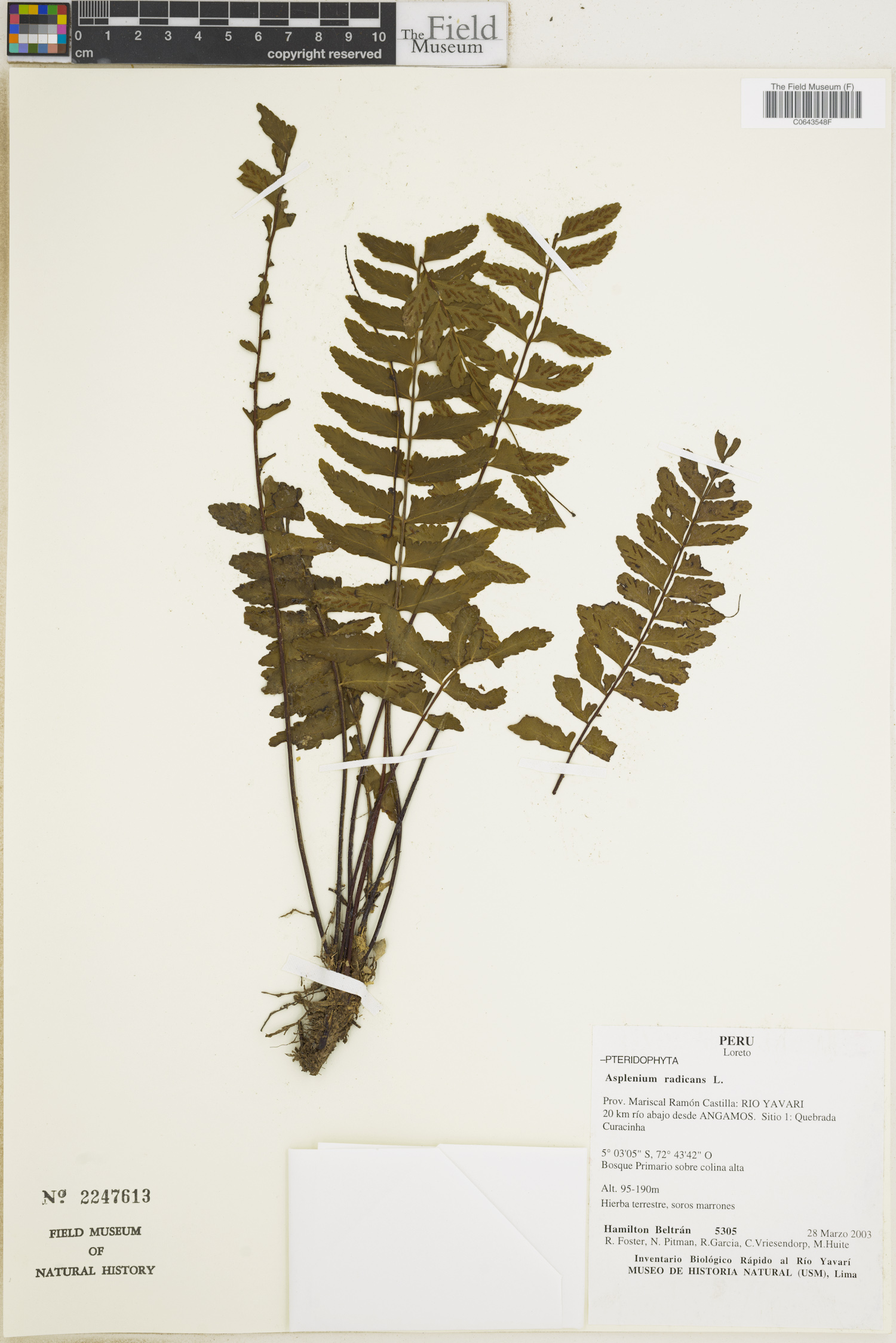 Asplenium radicans image