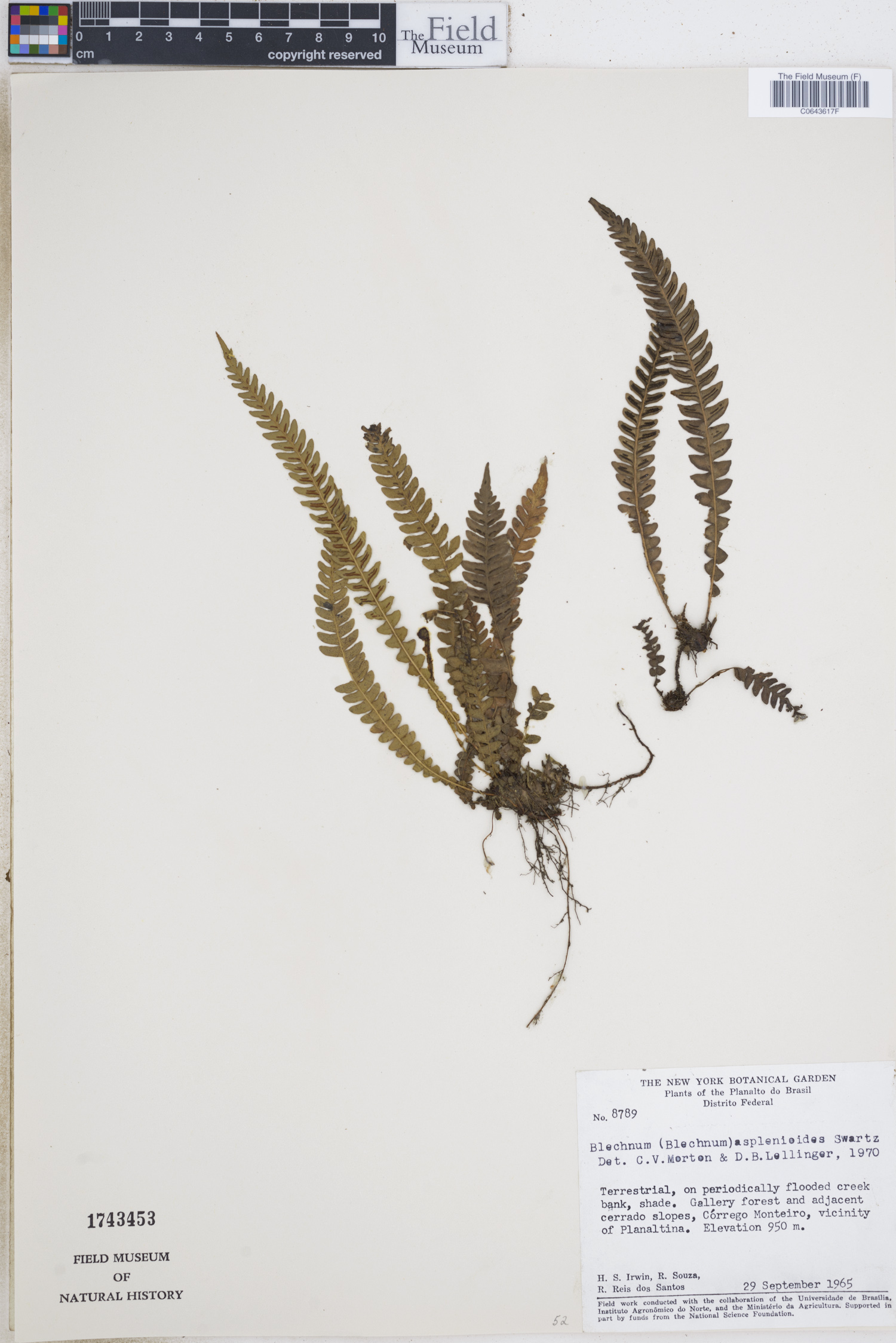 Blechnum asplenioides image