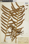 Blechnum magellanicum image
